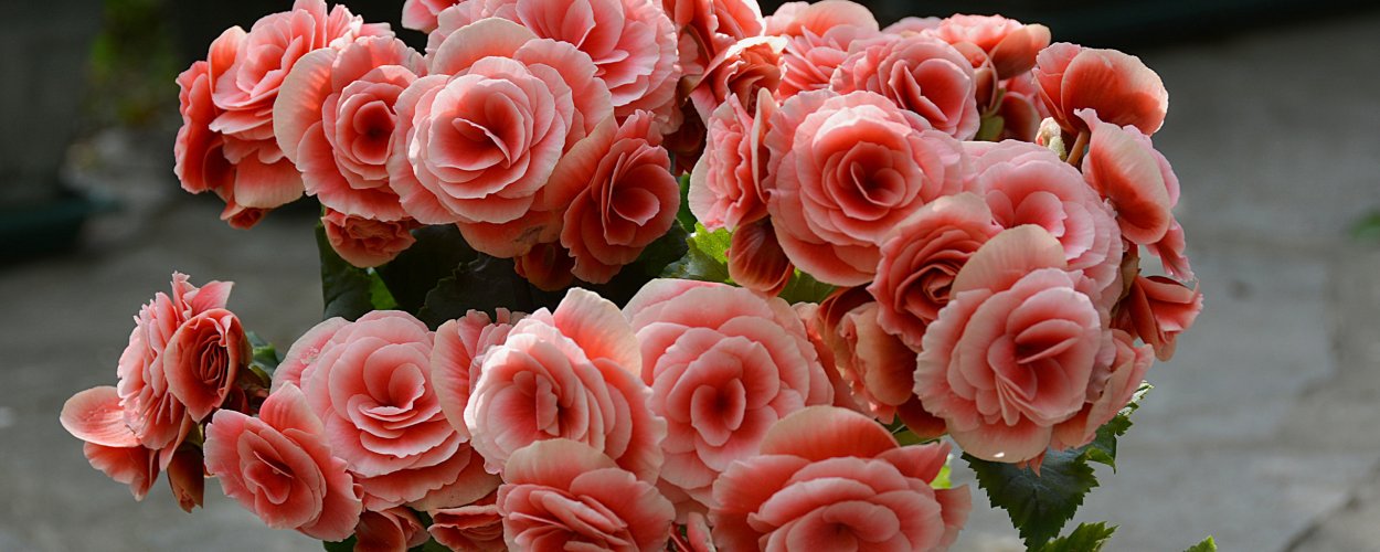 Бегония Элатиор махровая