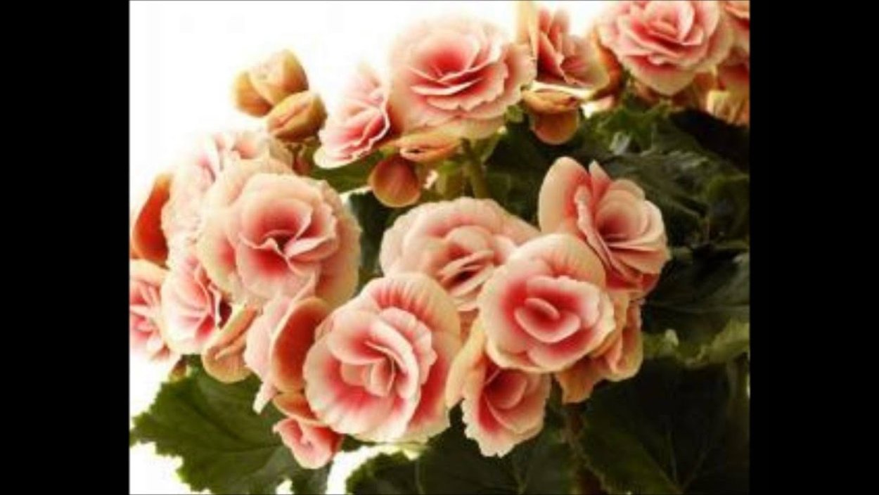 Бегония клубневая вечноцветущая