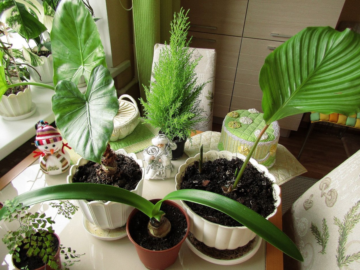 Таро колоказия съедобная