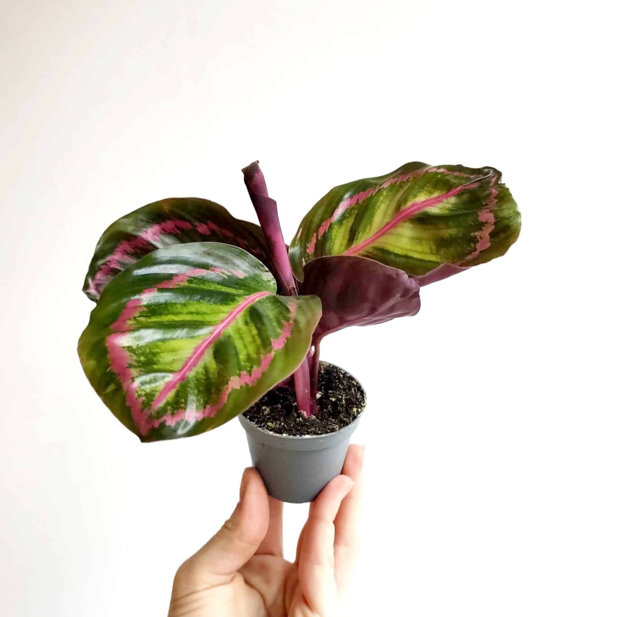 Calathea Дотти