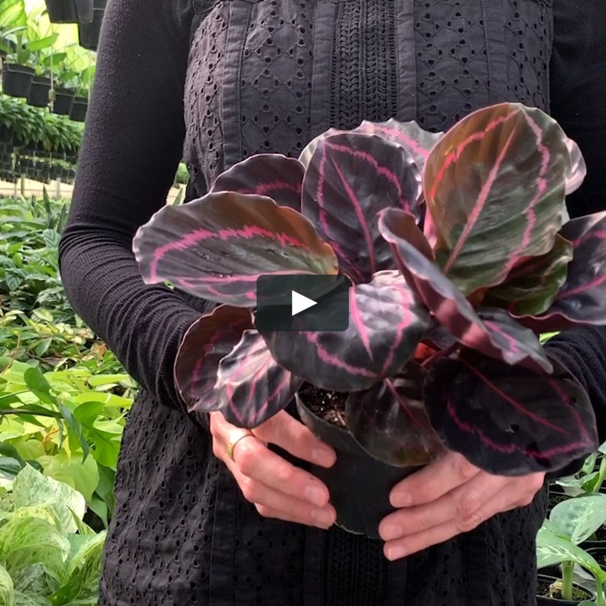 Калатея розеопикта сюрпрайз