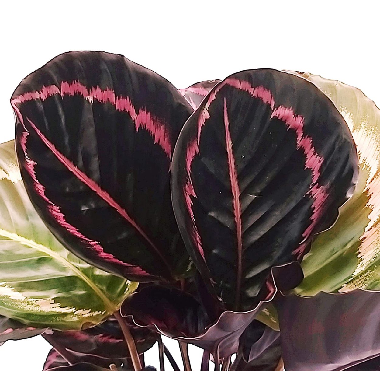 Калатея маранта цветок