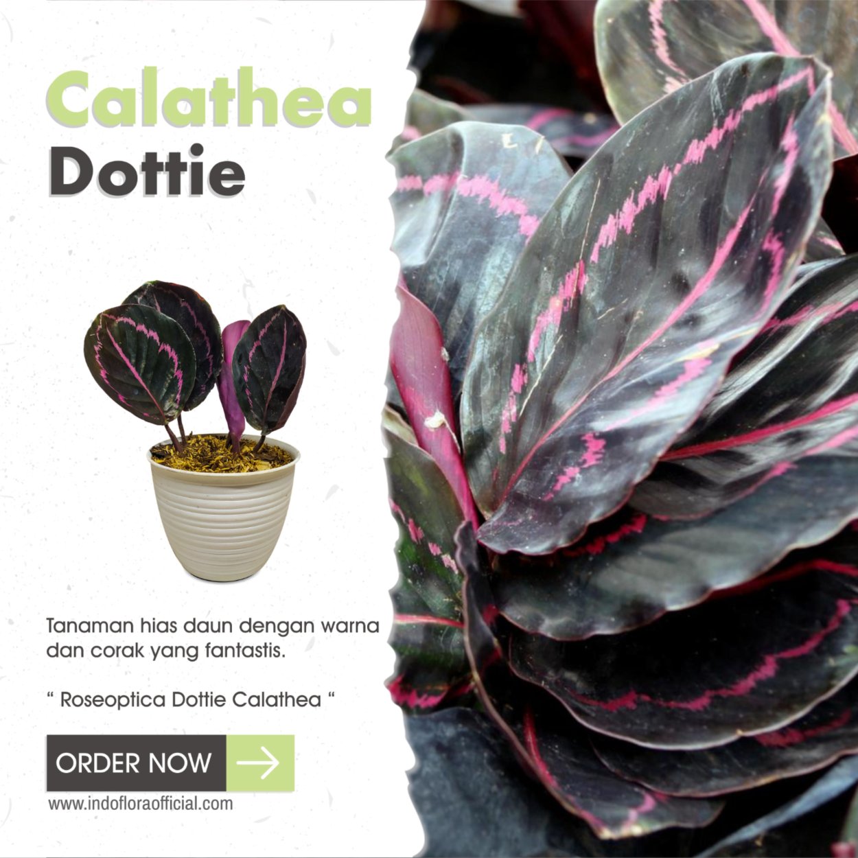 Калатея ролепикта Грин