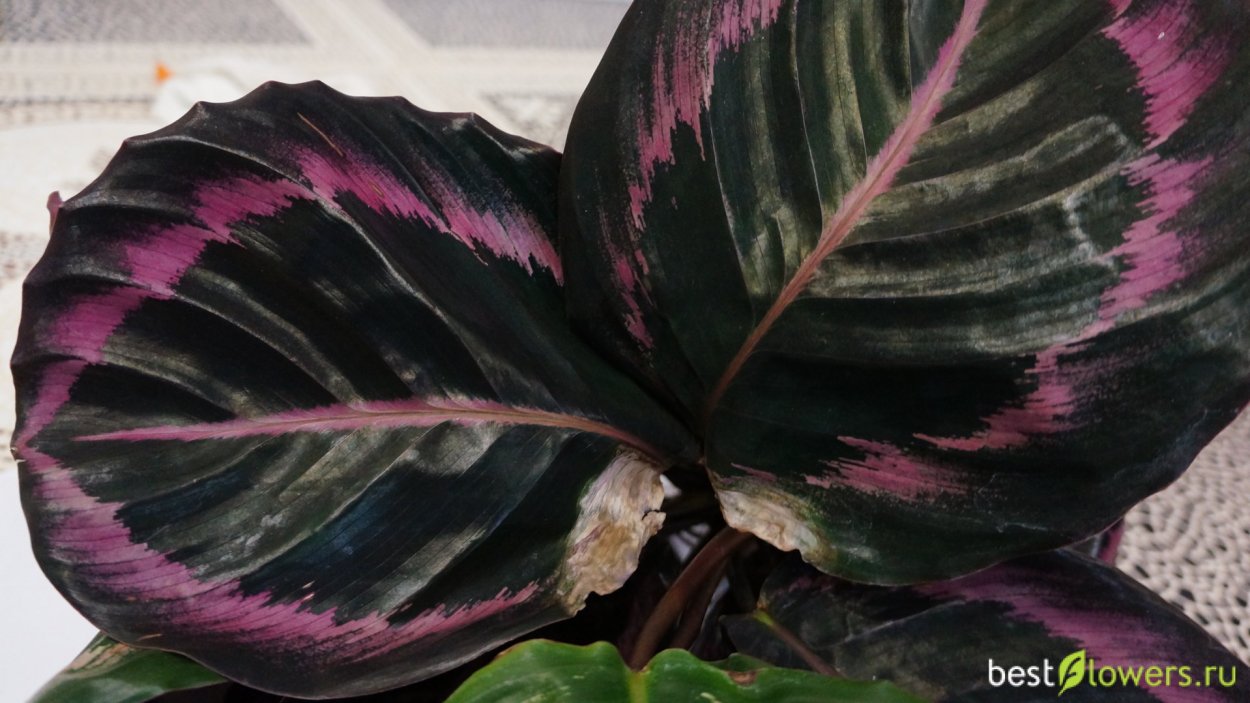 Калатея Дотти (d-14, н-50)