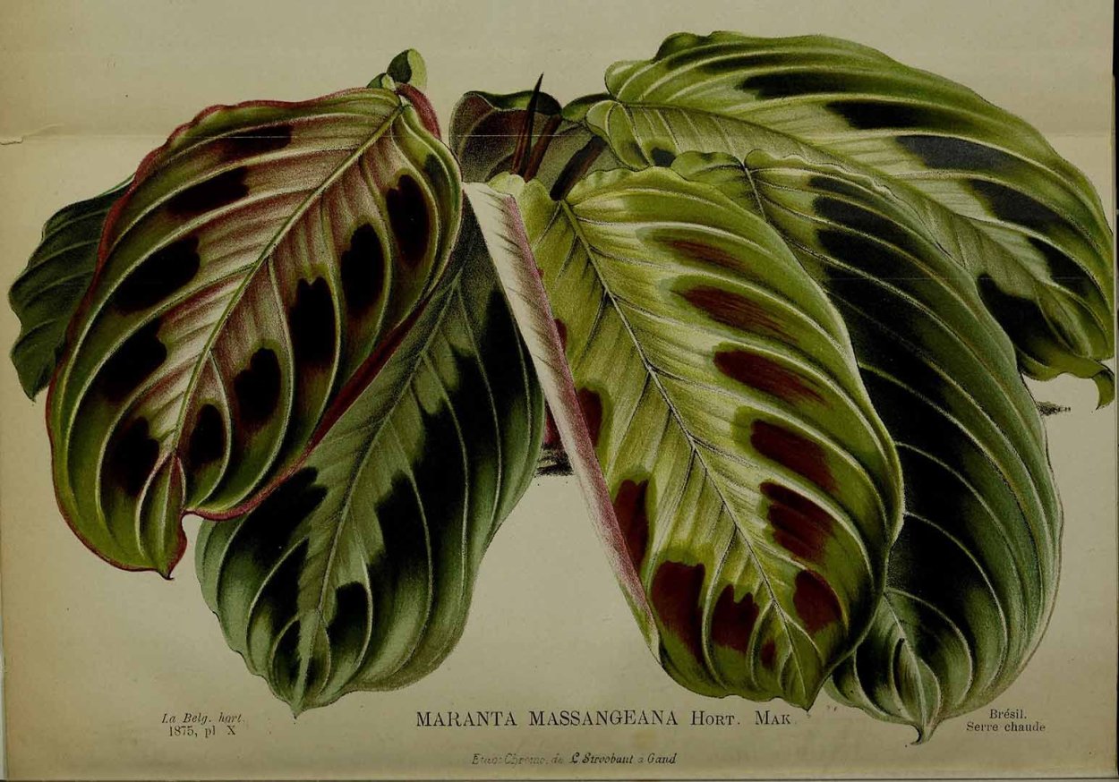 Калатея Бахема