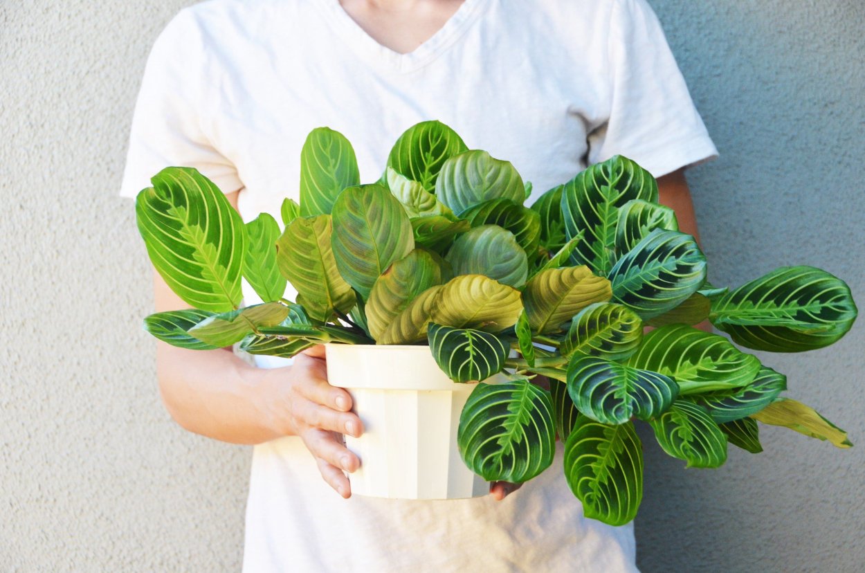 Калатея остролистная