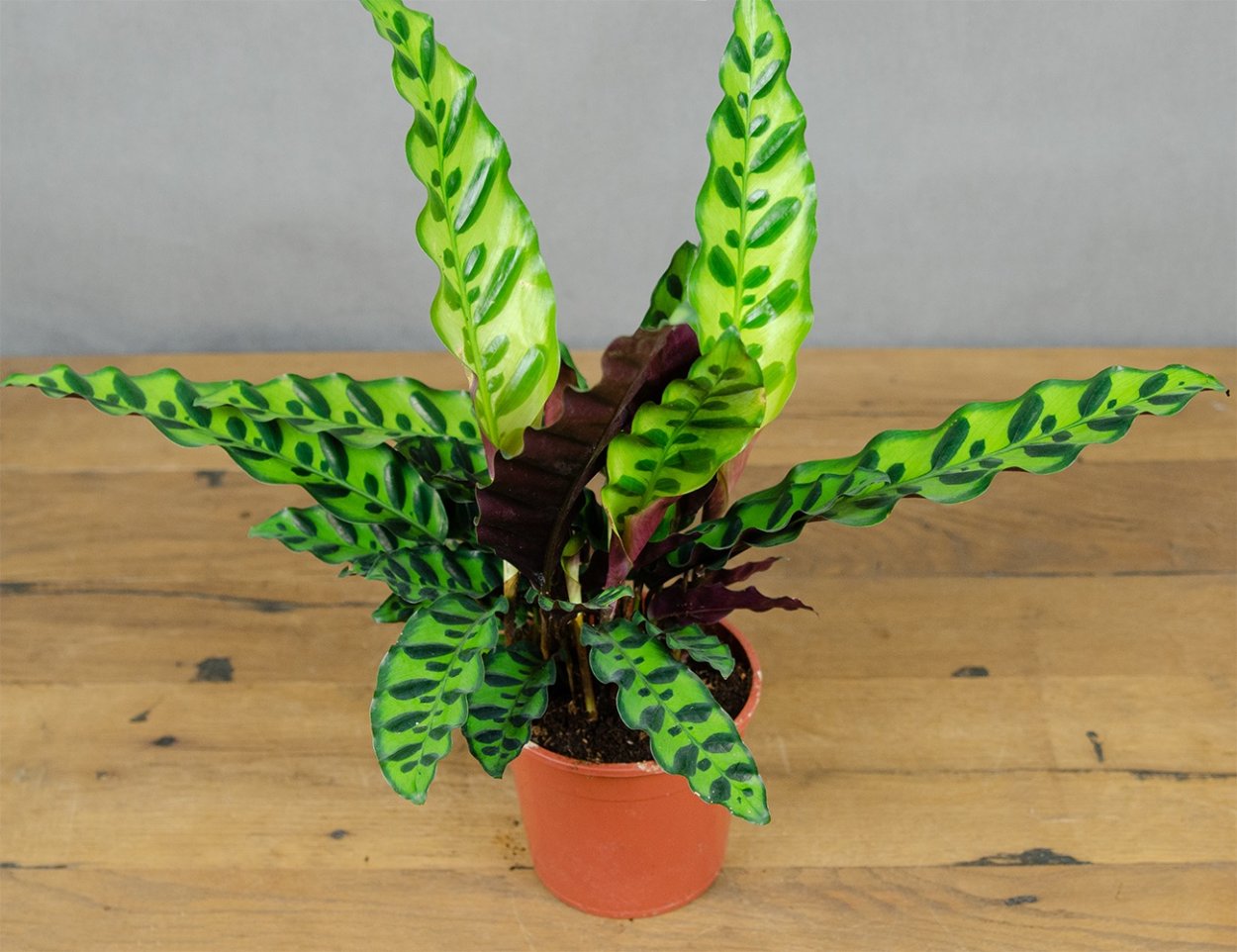 Калатея Пикок