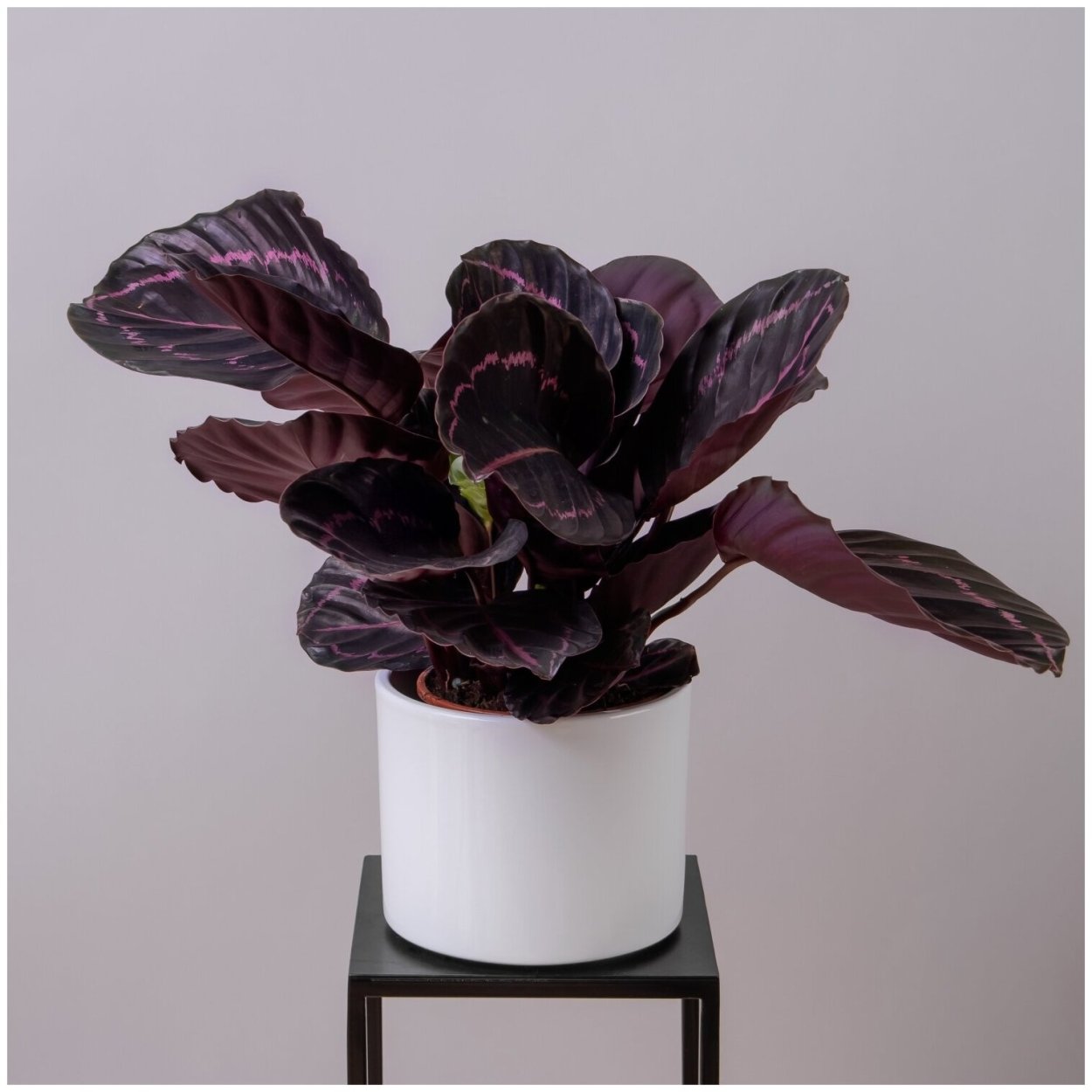 Калатея пурпурная