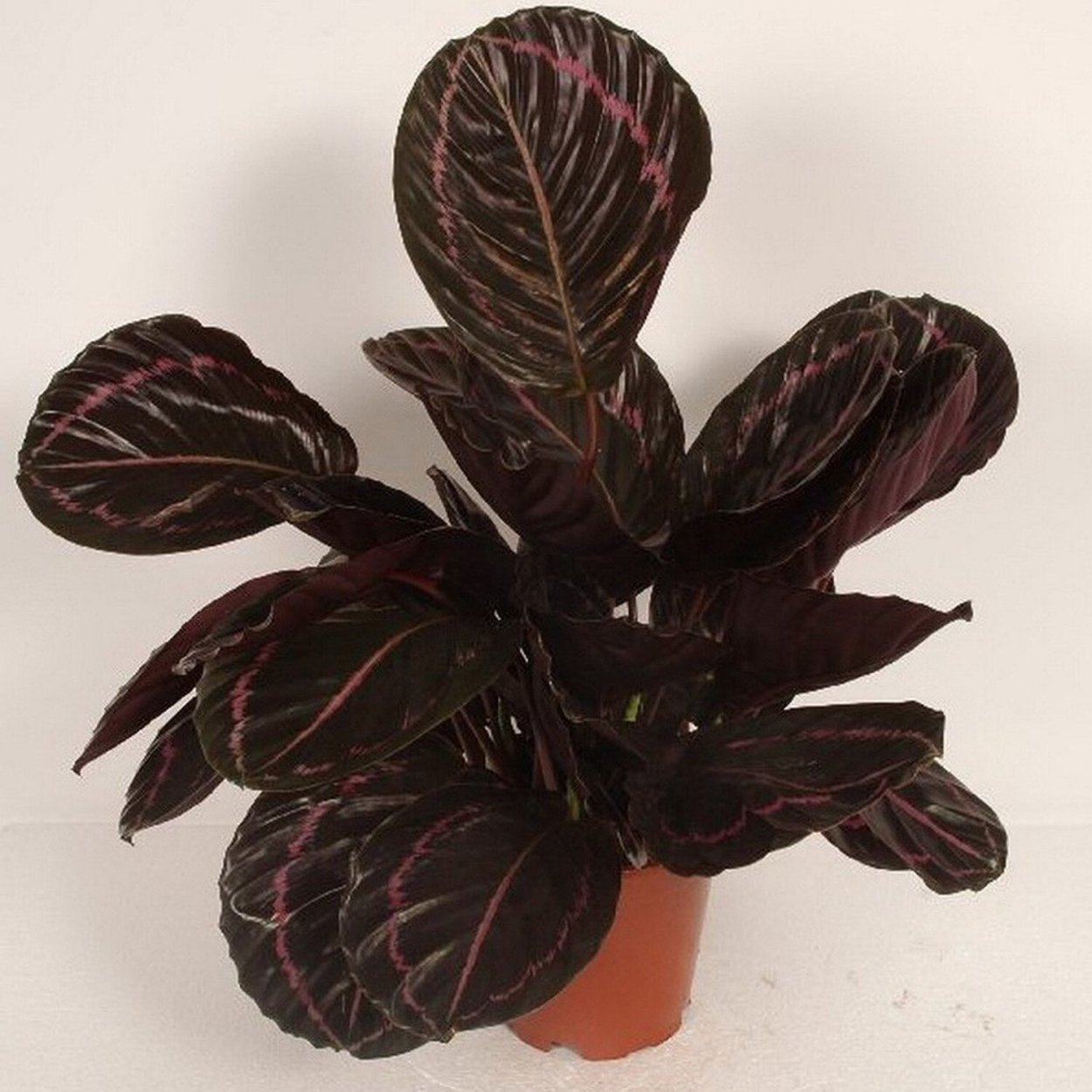 Goeppertia roseopicta in nature