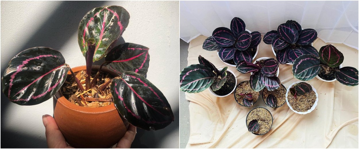 Калатея вектор