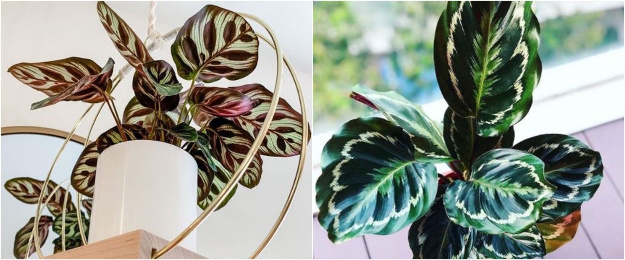 Строманта Триколор