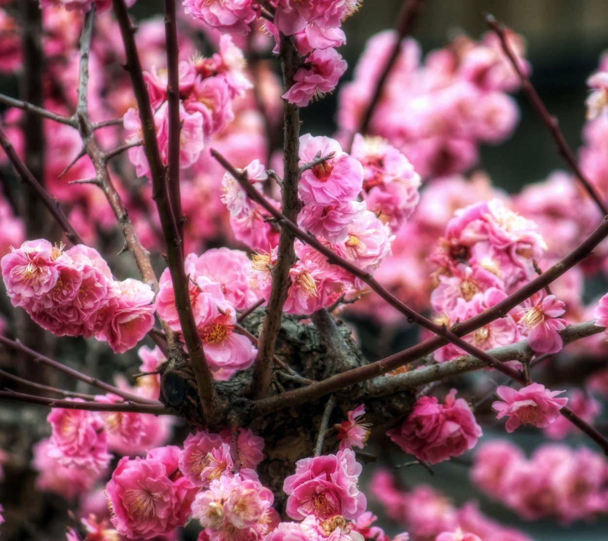 Сакура Тайхаку малиновая