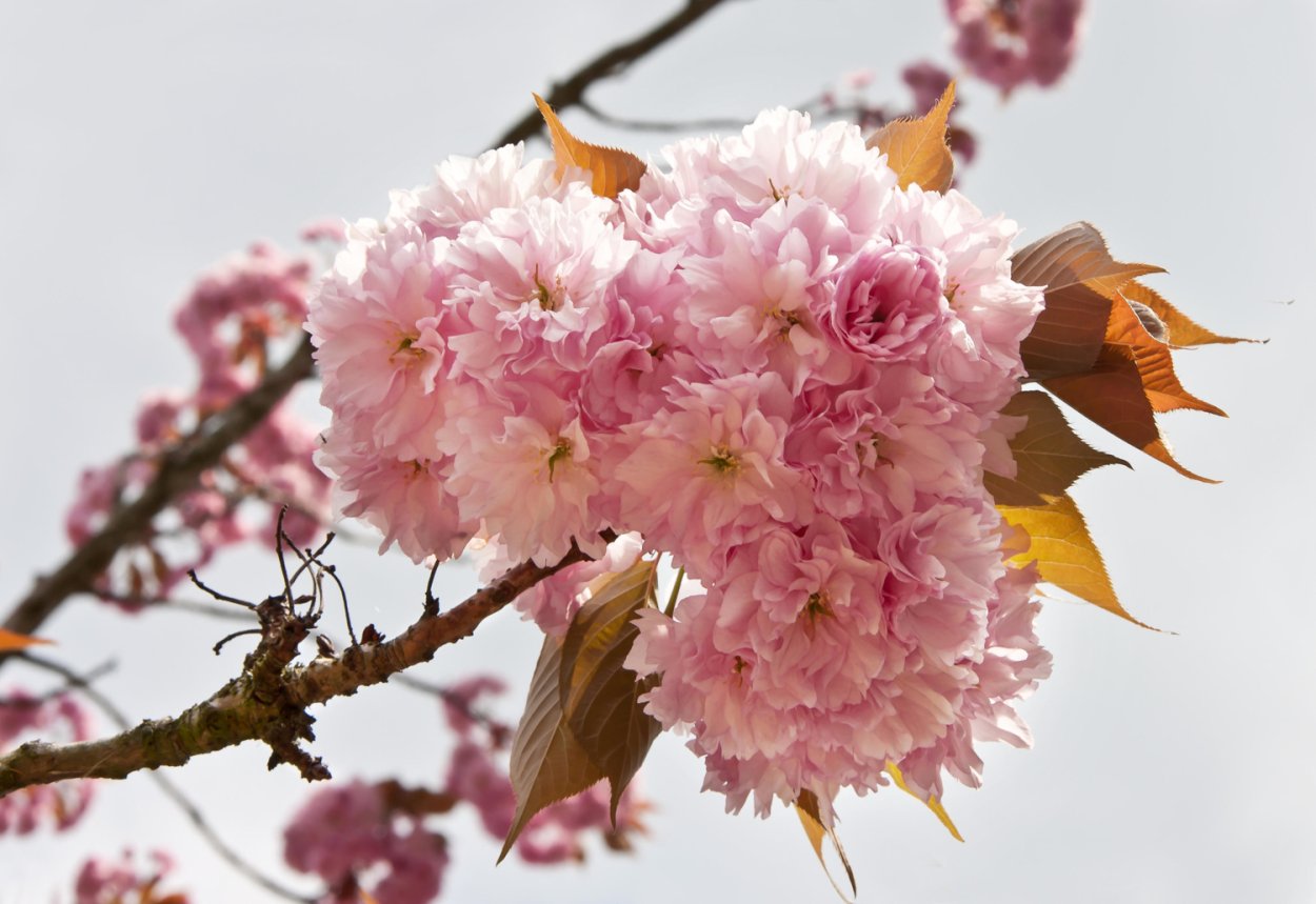 Цветущая Сакура плоды