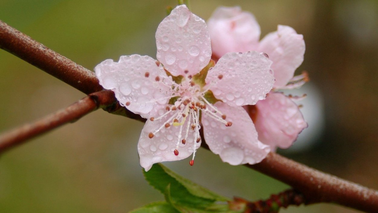 Цветение Сакуры плоды
