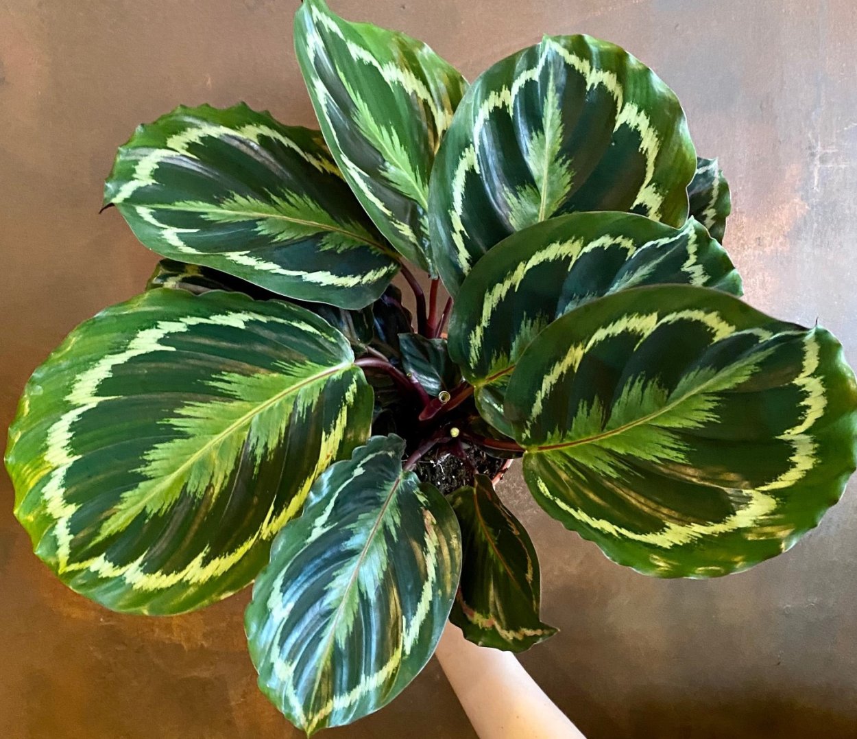 Калатея Афродита