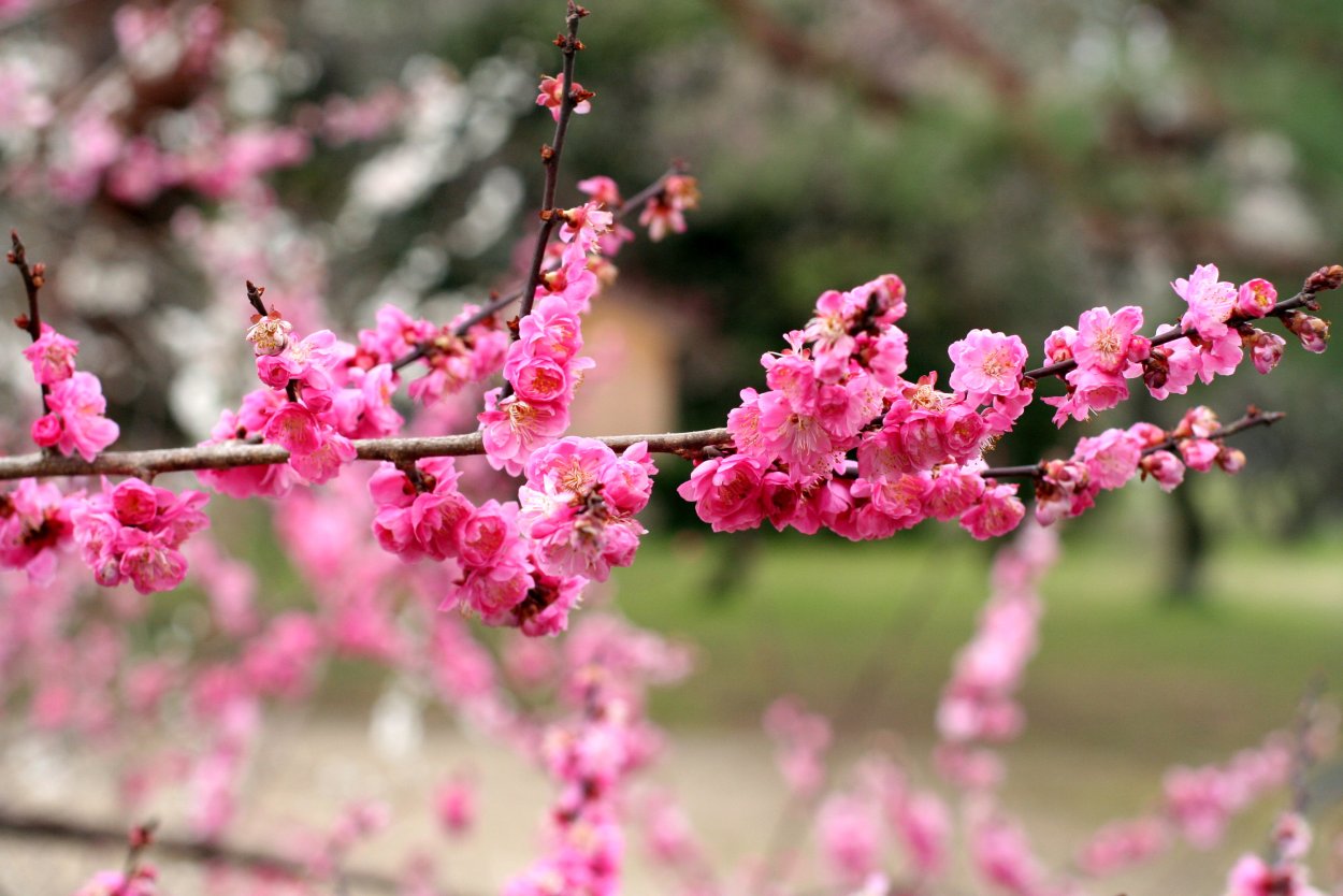 Сакура дерево плоды