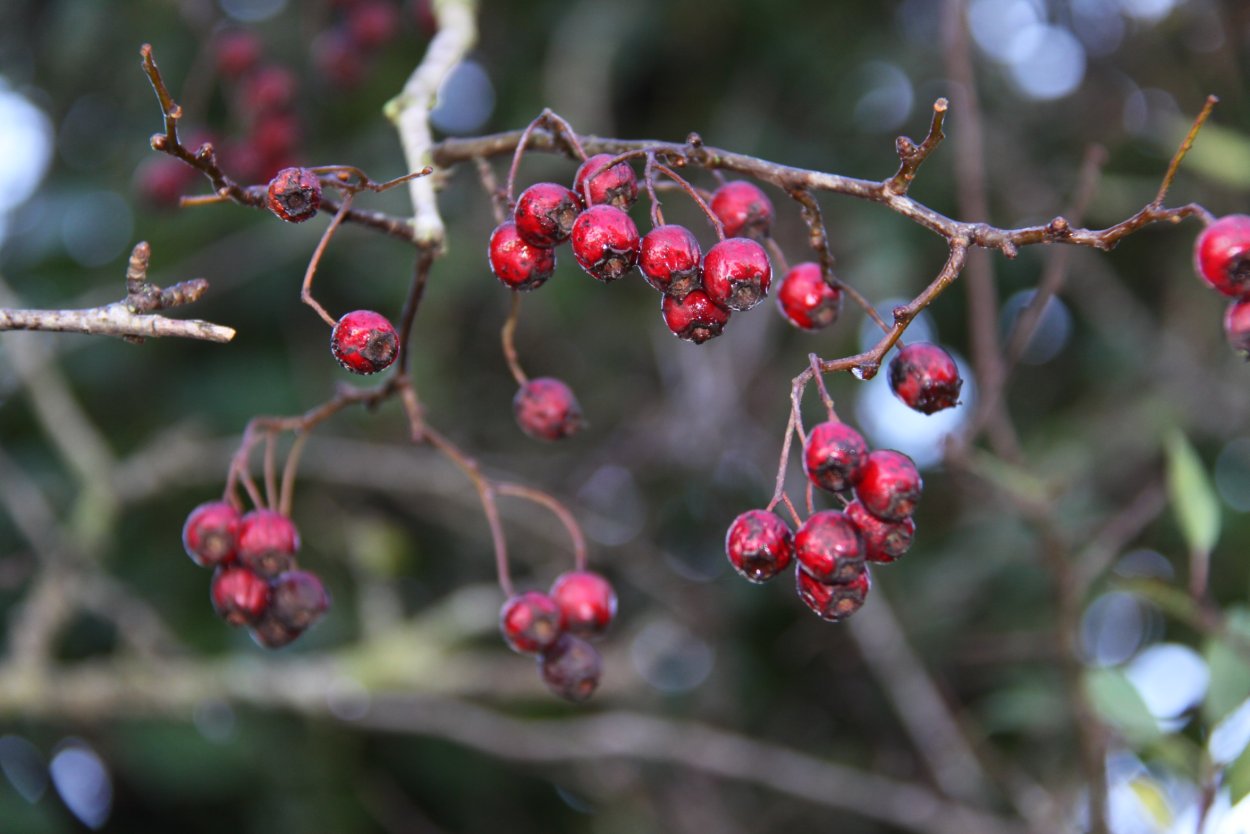 Сакура персик