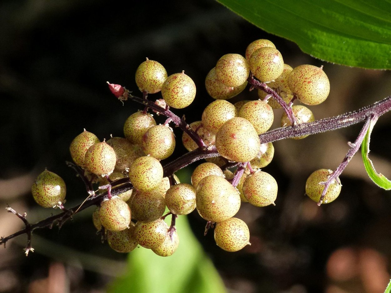 Ветка миндаля