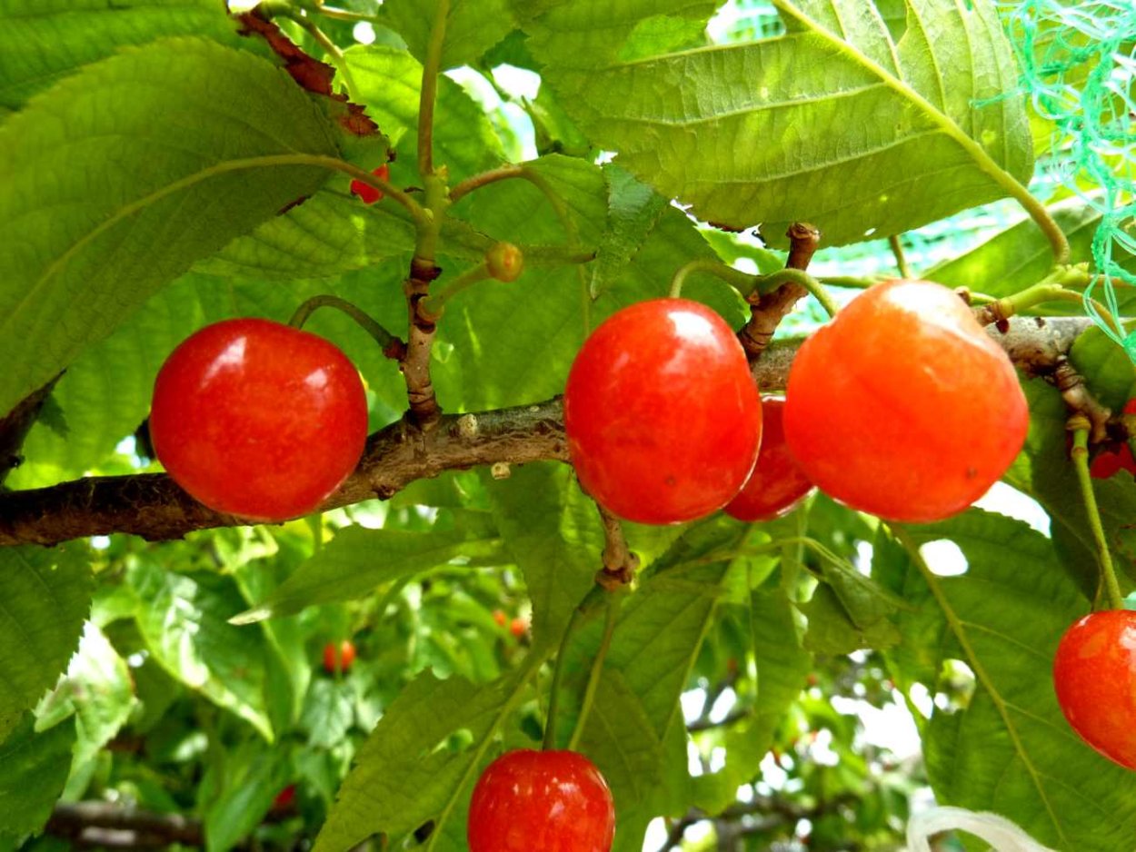 Япония Сакура плоды