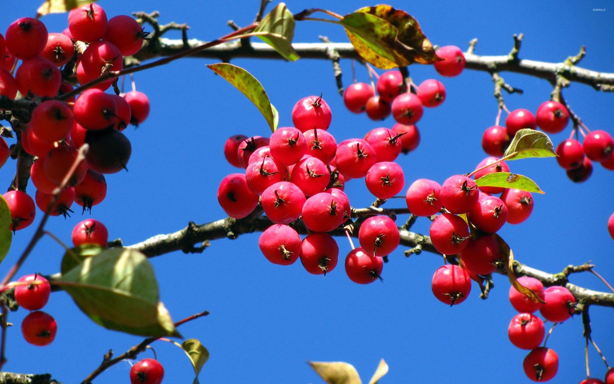 Бересклет Европейский бородавчатый