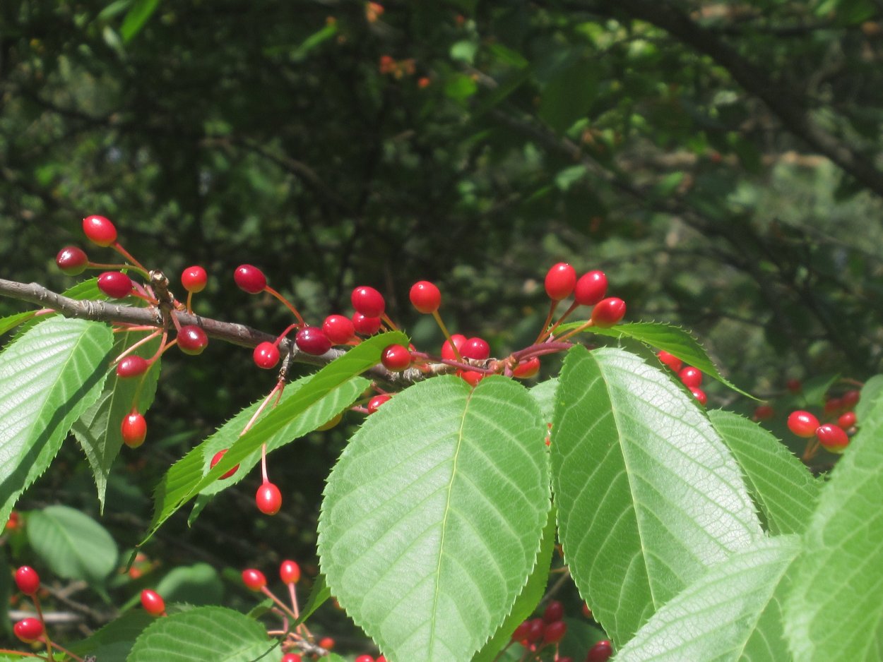 Сакура плоды съедобны