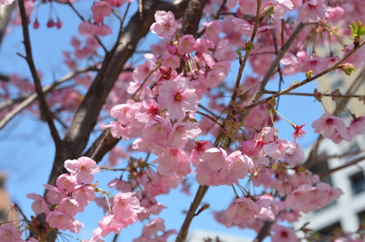Сакура плодоносит