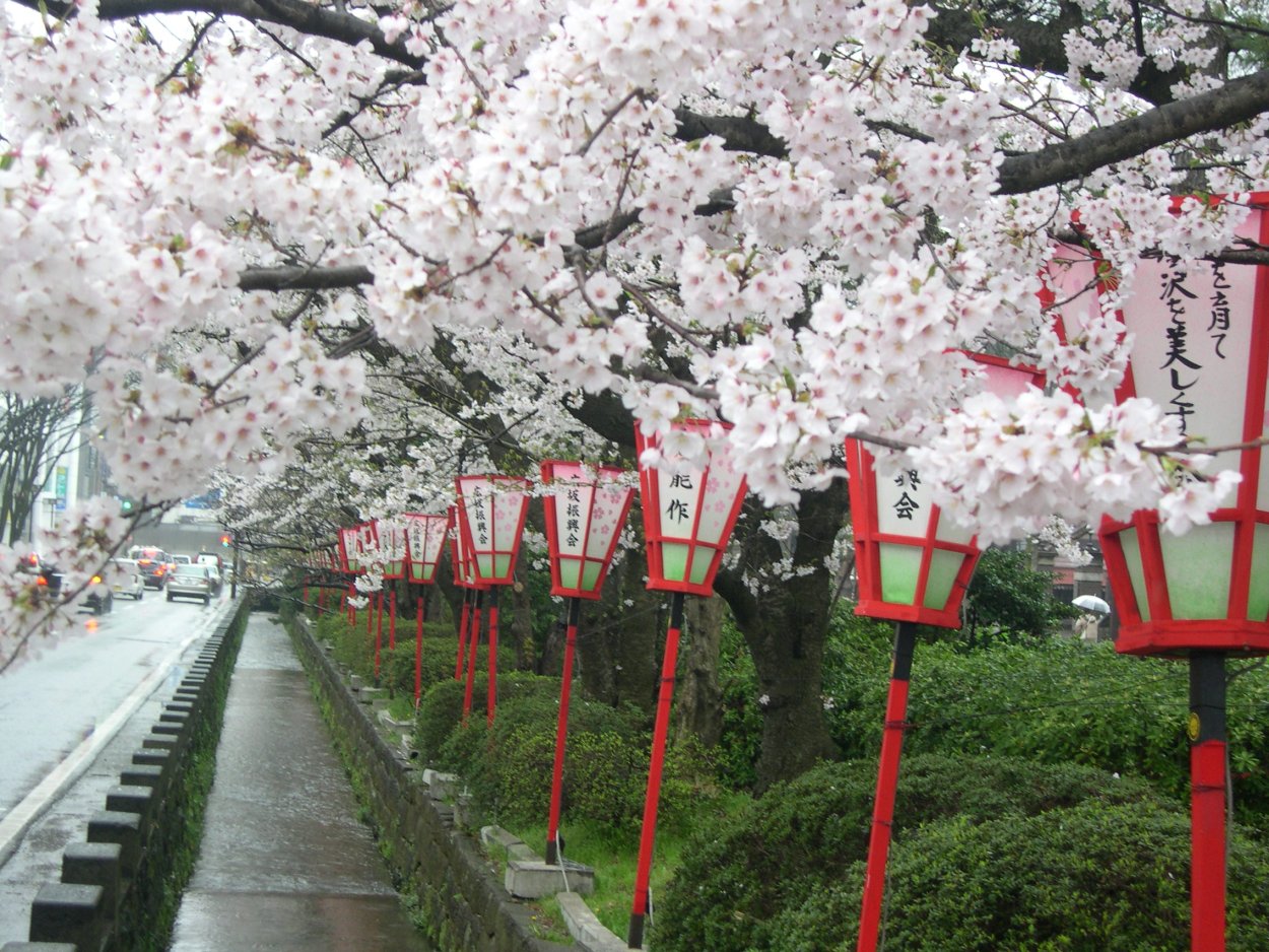 Японский абрикос муме