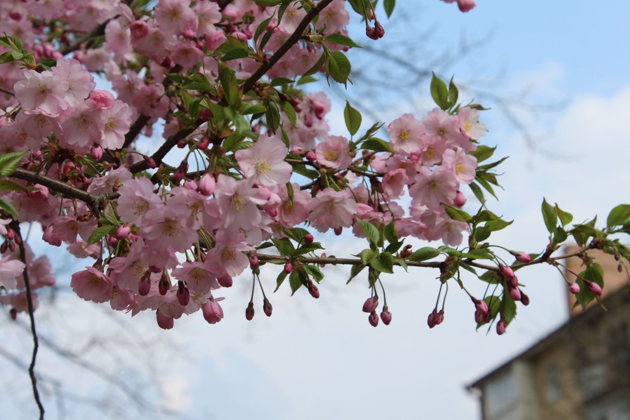Японская вишня Сакура плоды
