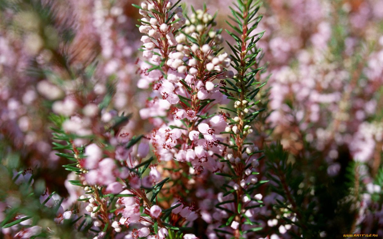 Calluna vulgaris 'Zoe Вереск