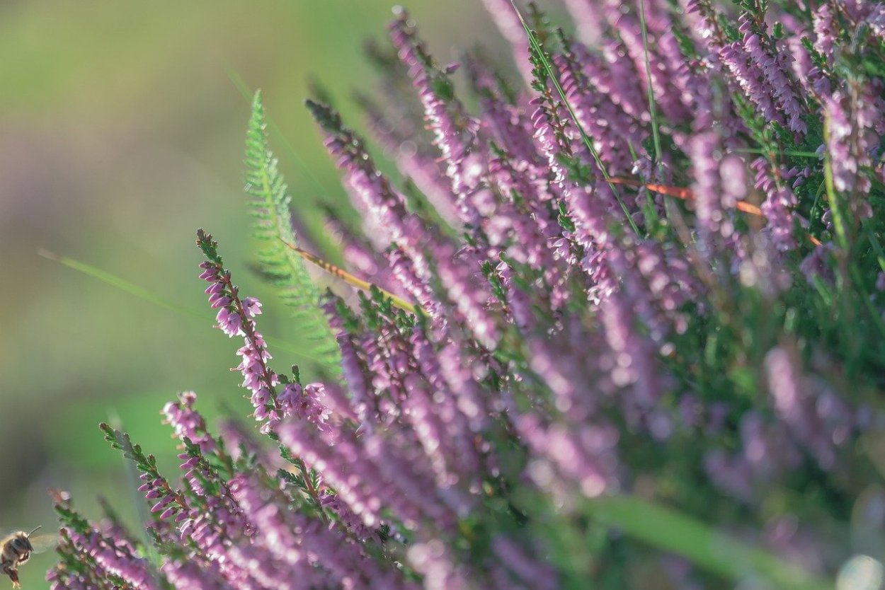 Цветет багульник горный Алтай