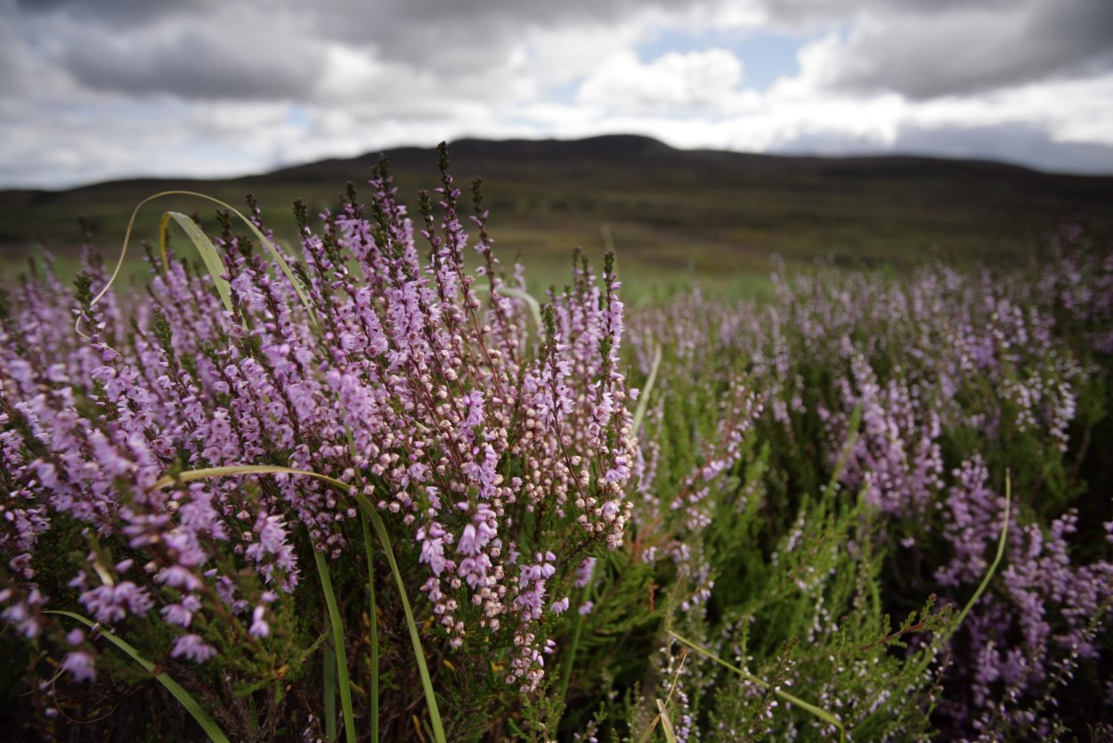 Капский Вереск