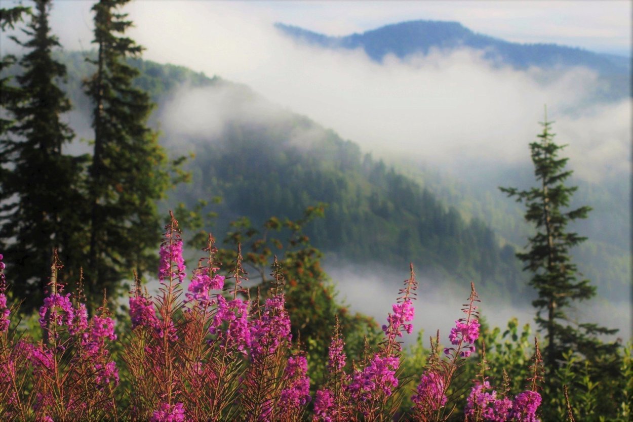 Кипрей Алтай