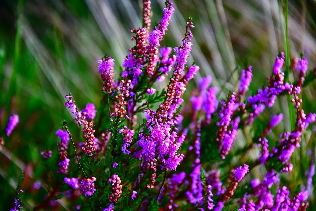 Кустарнички Вереск