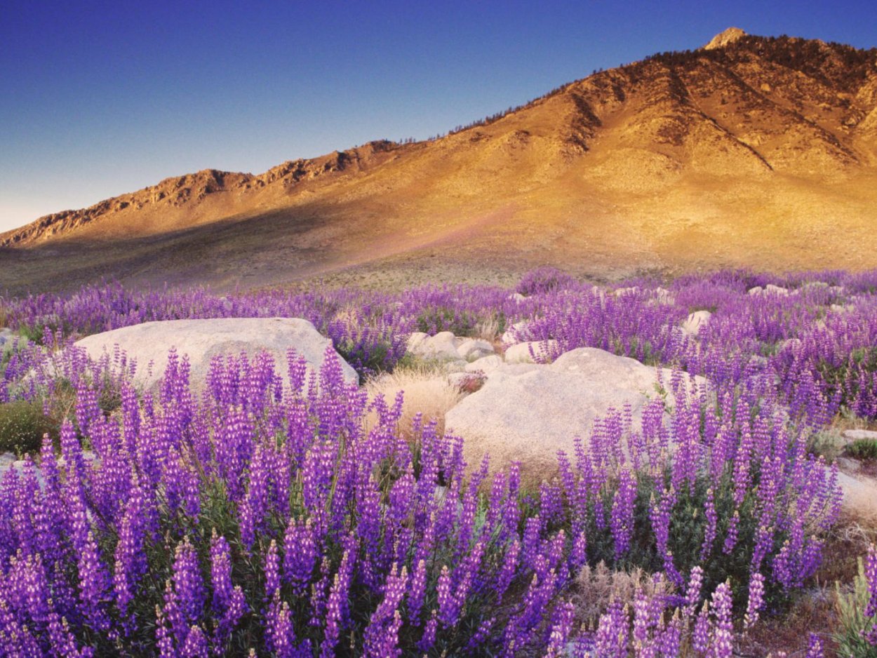 Вереск Каллуна вульгарис