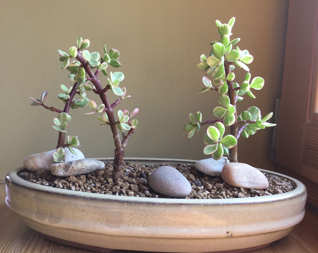 Портулакария Африканская бонсай