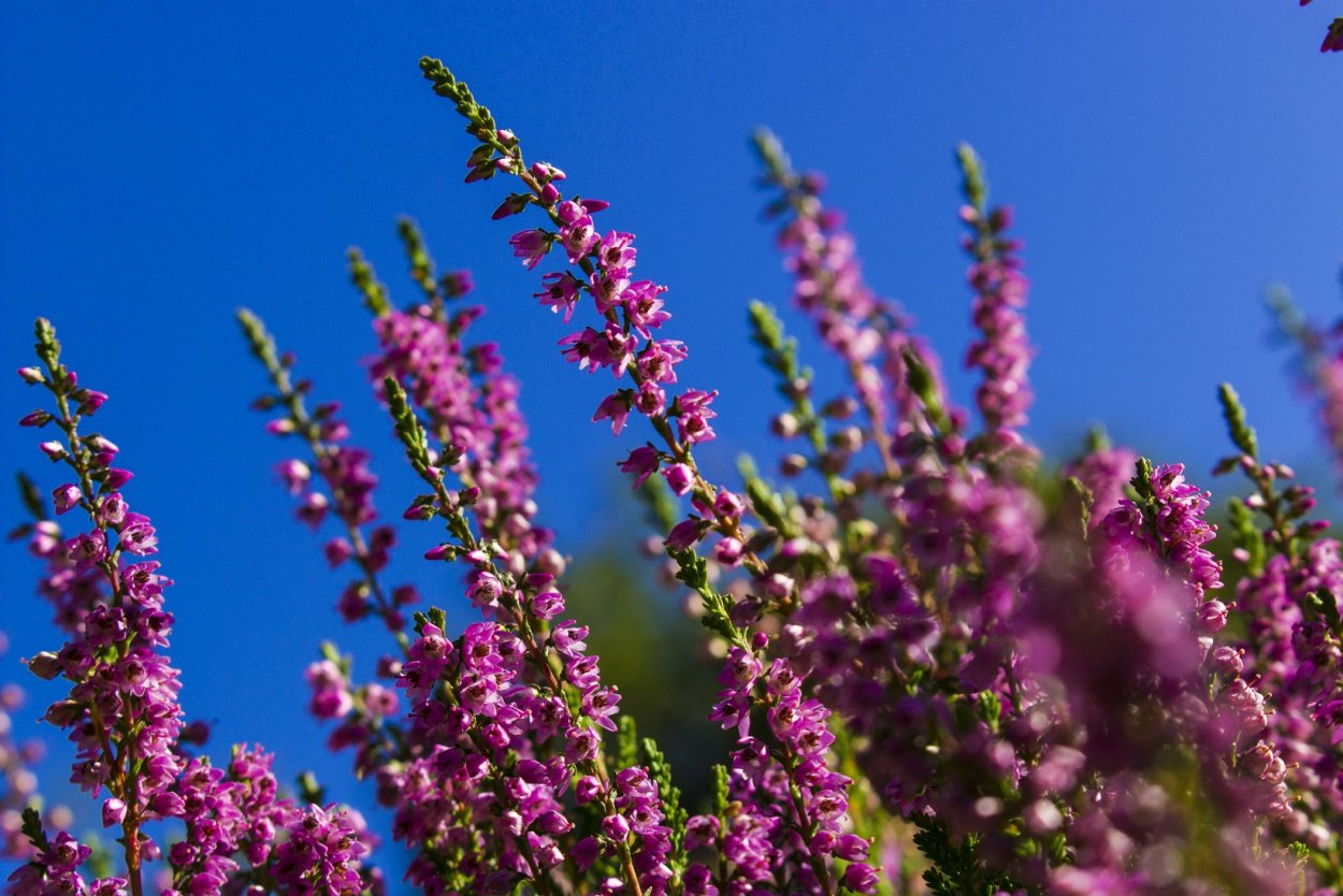 Вереск обыкновенный Аллегро