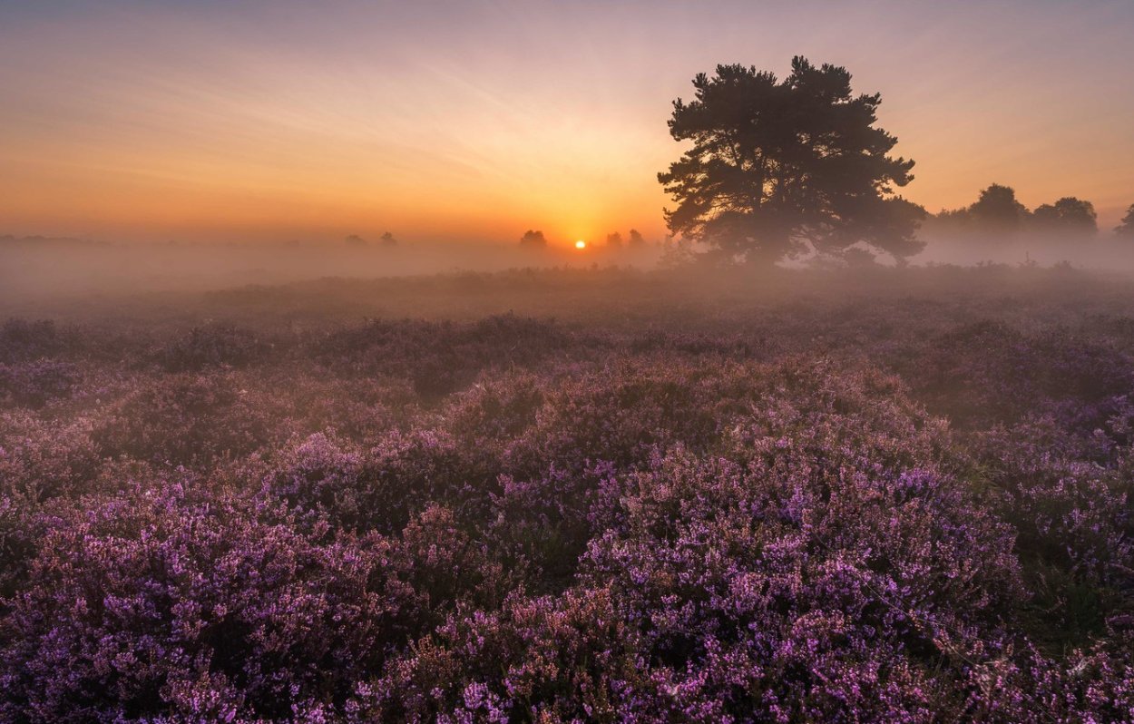 Вересковые пустоши в Англии