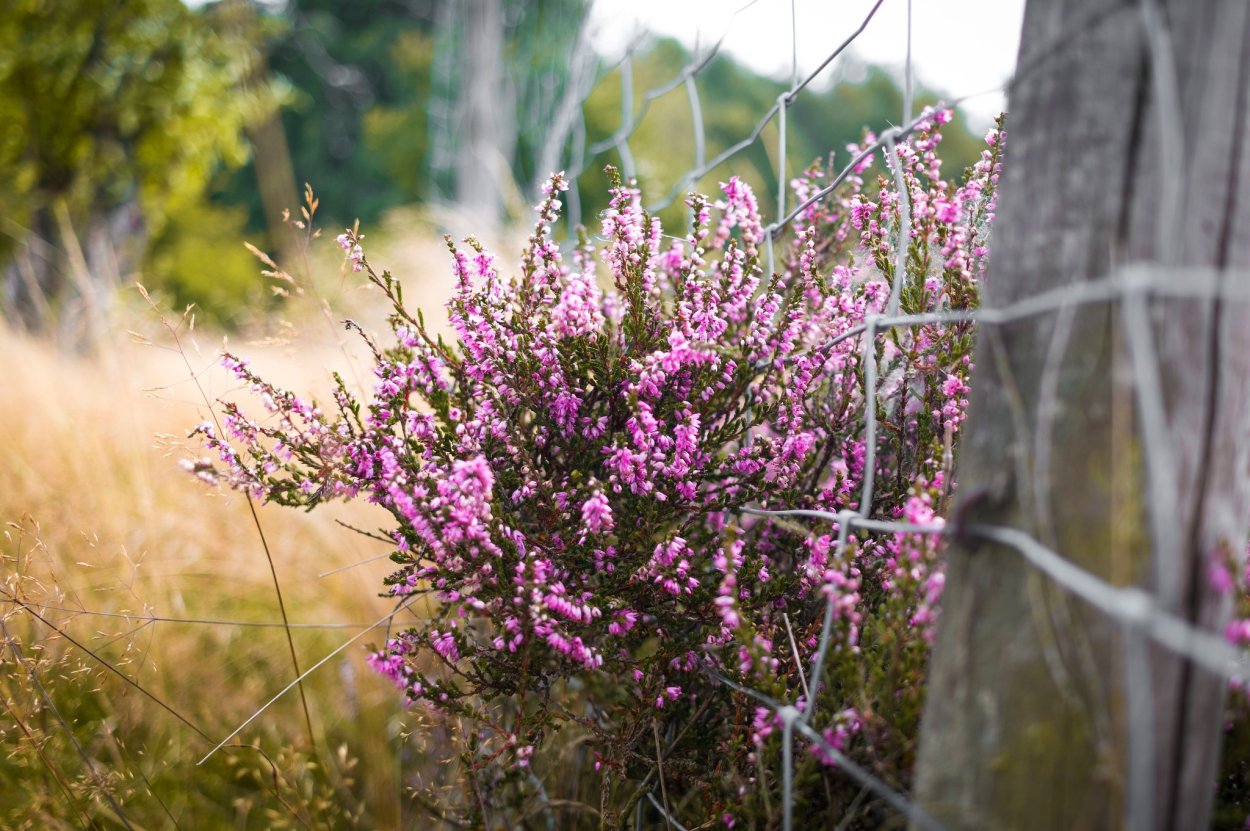 Вереск бадблюмерс