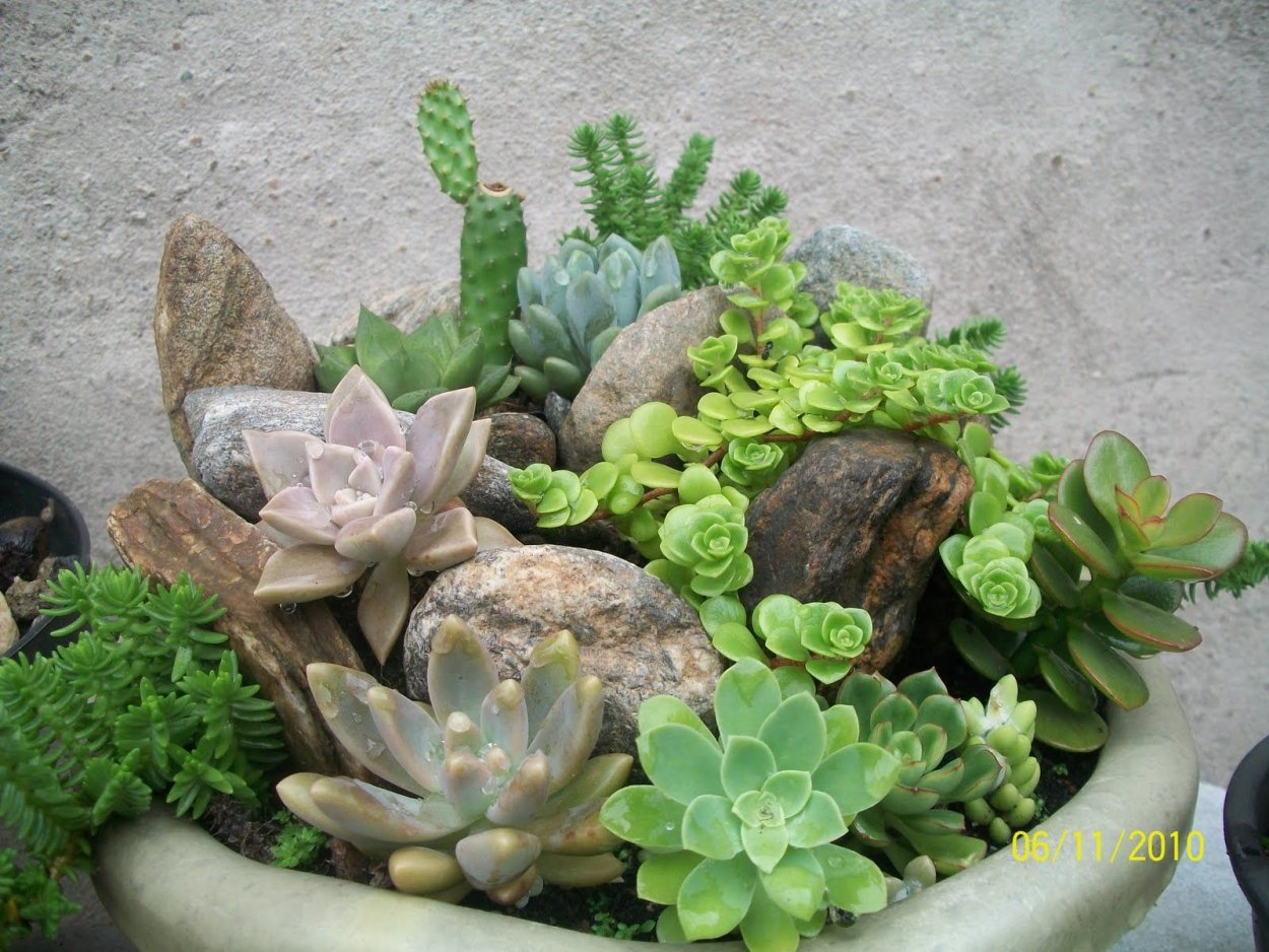 Домашний рокарий из суккулентов