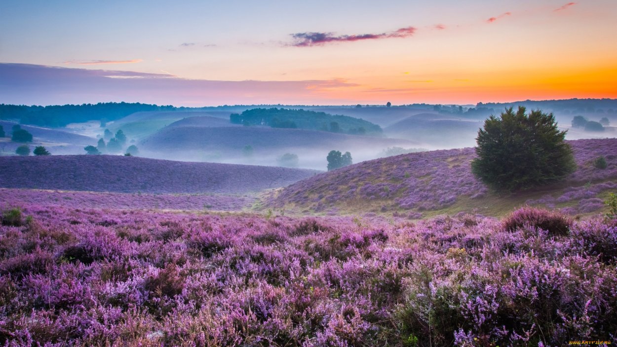 Арктический Вереск