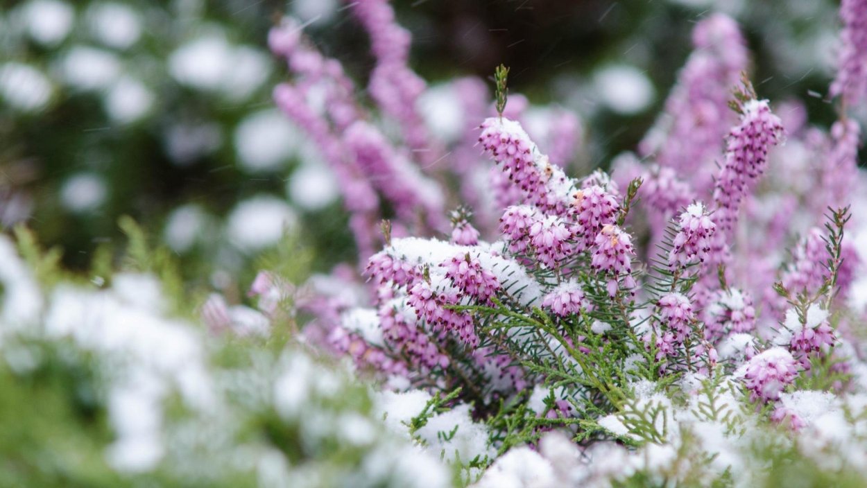 Вереск Эрика в Сибири