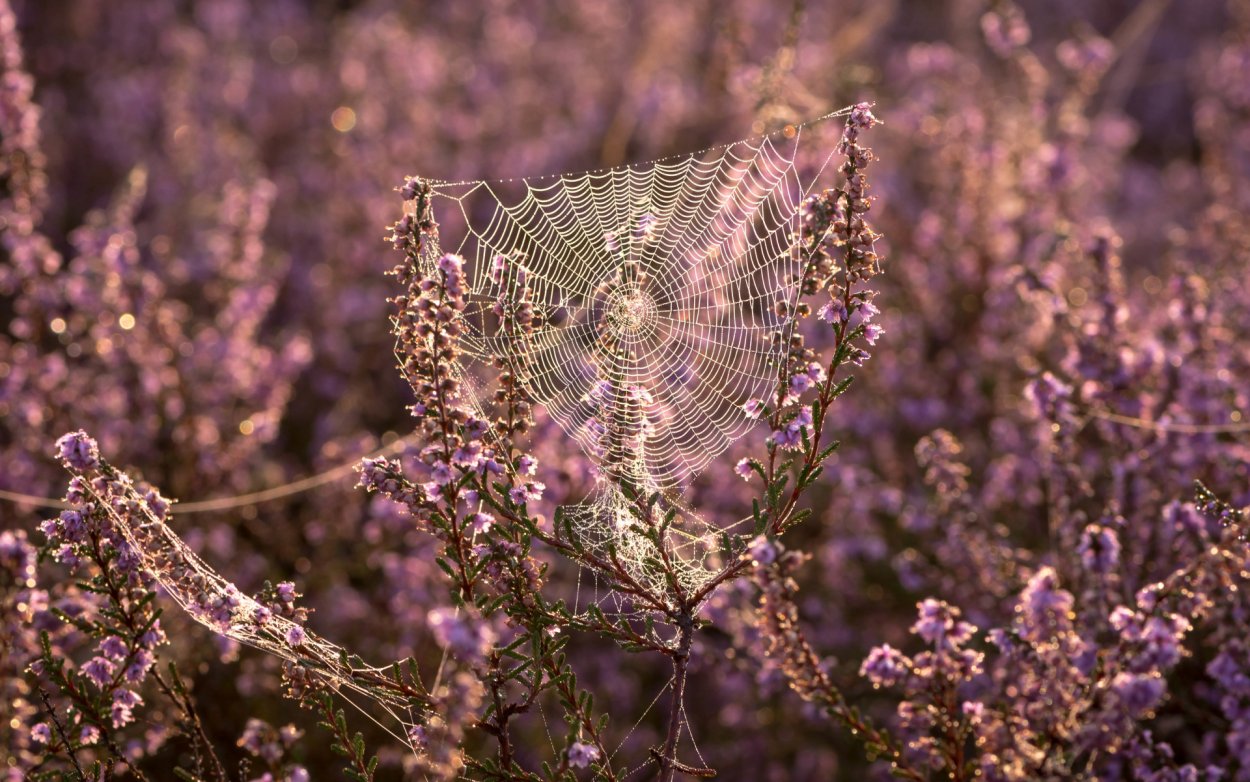 Вереск полевой фиолетовый