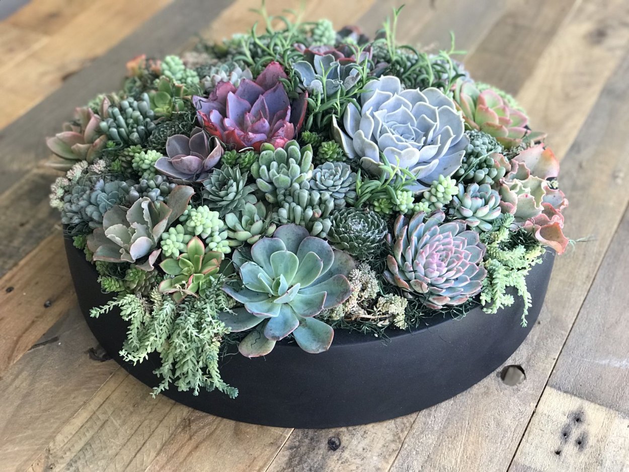 Суккуленты Владивосток