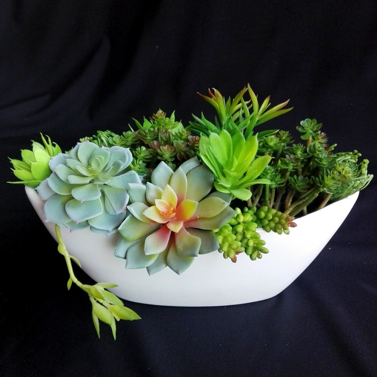 Суккуленты Крассула флорариум