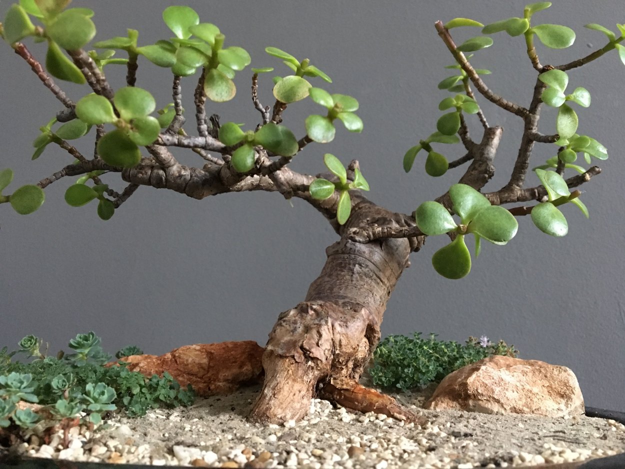 Суккуленты бонсай