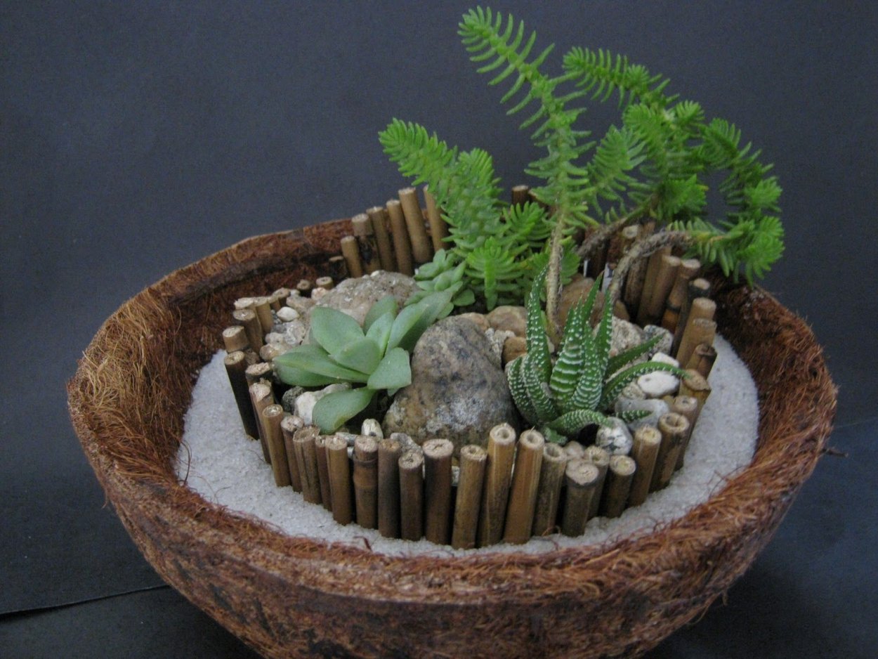 Садик из суккулентов