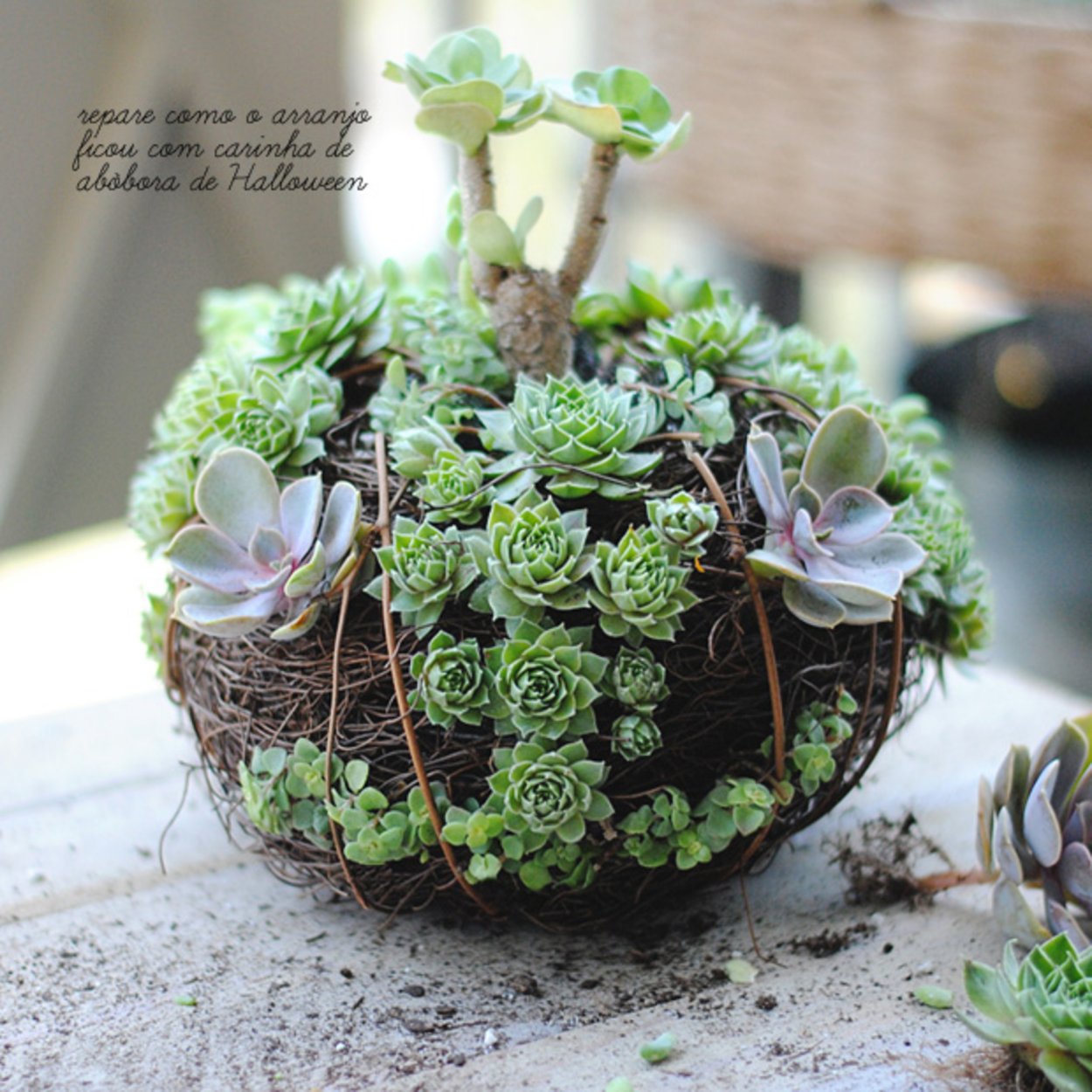 Мини сад Суккуленты мини сад Суккуленты