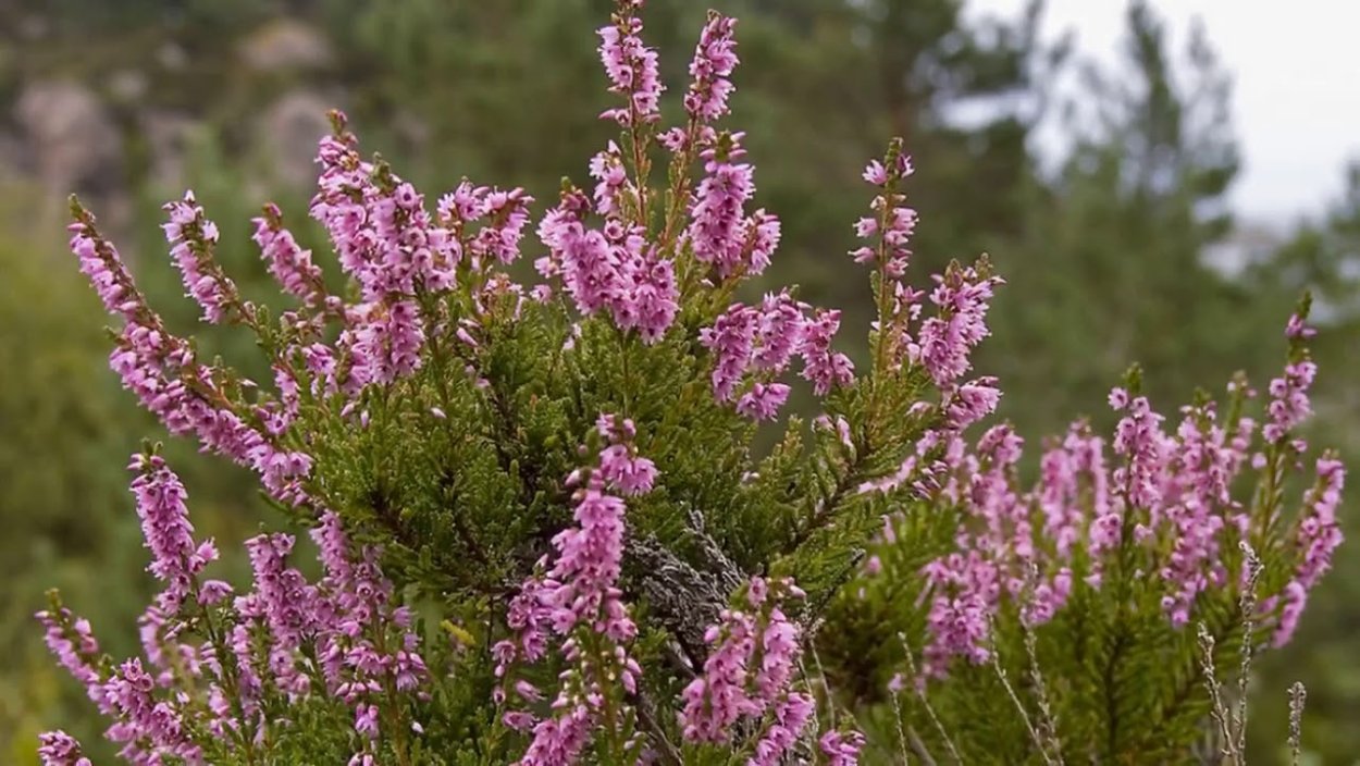 Вереск обыкновенный Гамильтон