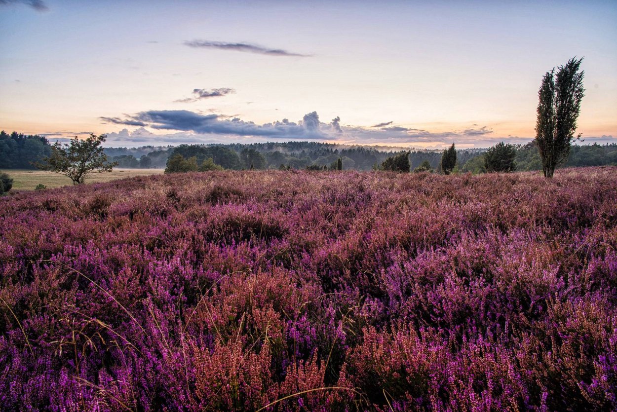 Вереск Питер Спаркс