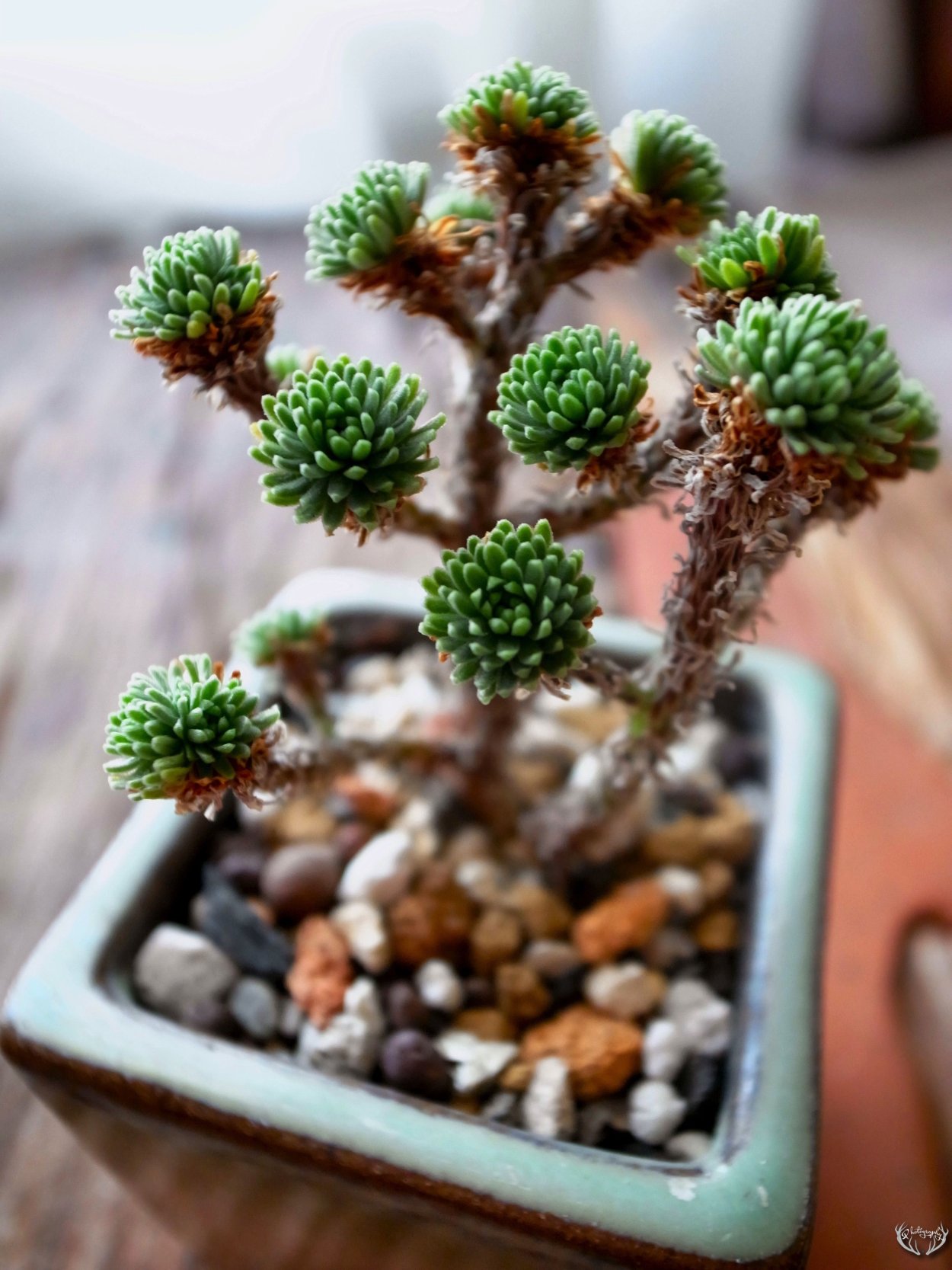 Флорариум молодило